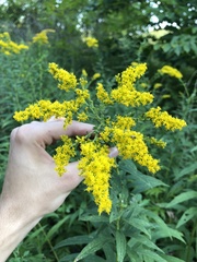 Solidago