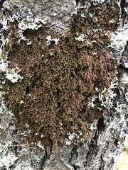 Frullania