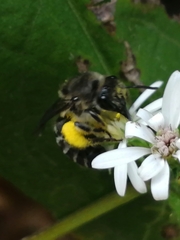 Colletes compactus compactus