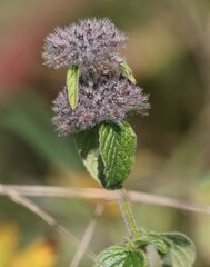 Clinopodium vulgare