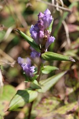 Gentianella