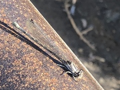 Argia vivida
