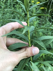 Solidago