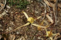 Caladenia straminichila