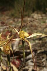Caladenia straminichila