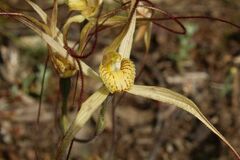 Caladenia straminichila