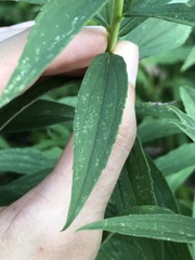 Solidago