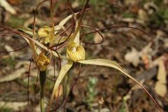 Caladenia straminichila