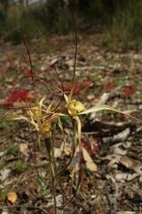 Caladenia straminichila
