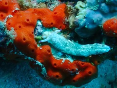 Plakobranchus ocellatus