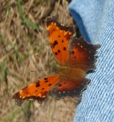 Polygonia progne