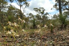 Caladenia longicauda