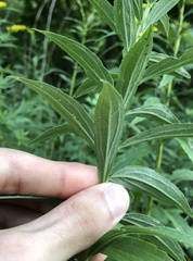Solidago
