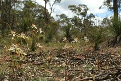 Caladenia longicauda