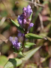 Gentianella