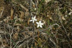 Drosera macrantha