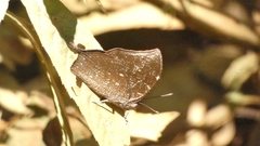 Memphis moruus