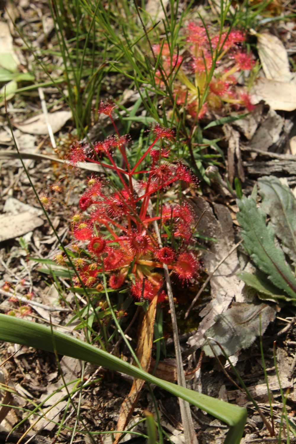 Drosera purpurascens Schlotth.