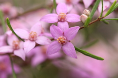 Boronia glabra