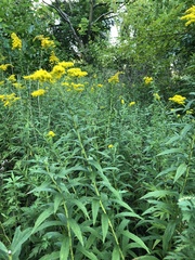 Solidago