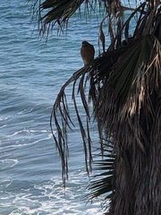 Buteo lineatus elegans