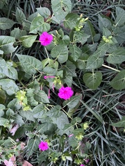 Mirabilis