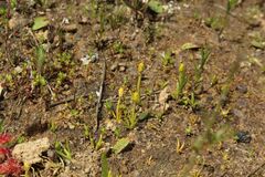 Phylloglossum drummondii