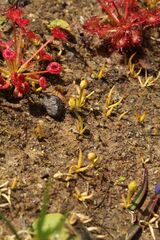 Phylloglossum drummondii