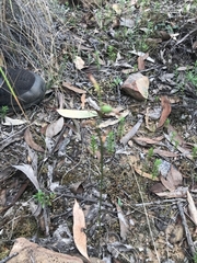 Pterostylis rubescens