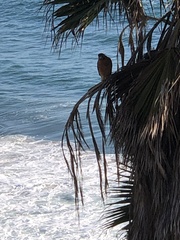 Buteo lineatus elegans