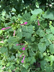 Mirabilis