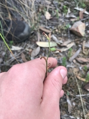Pterostylis rubescens