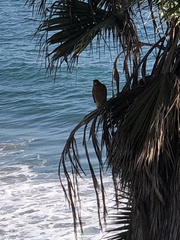 Buteo lineatus elegans