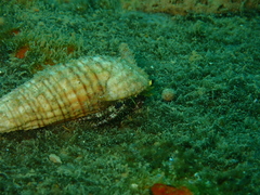 Dardanus lagopodes