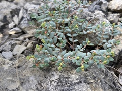 Euphorbia fendleri