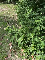 Mirabilis