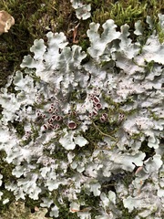 Ricasolia quercizans