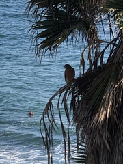Buteo lineatus elegans