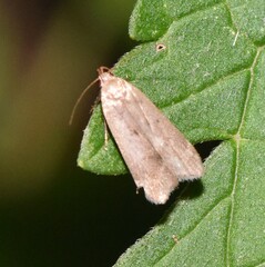 Psilocorsis reflexella