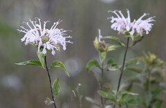 Monarda