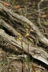 Caladenia barbarossa