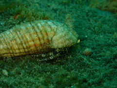 Dardanus lagopodes