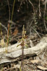 Caladenia barbarossa