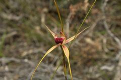 Caladenia pectinata
