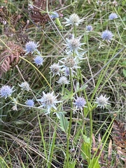 Eryngium aquaticum