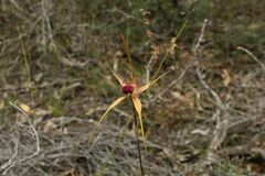 Caladenia pectinata