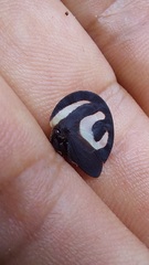 Membracis foliatafasciata