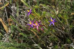 Calectasia