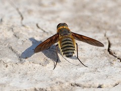 Poecilanthrax lucifer