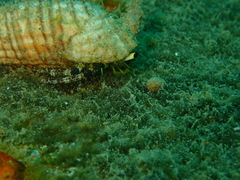 Dardanus lagopodes